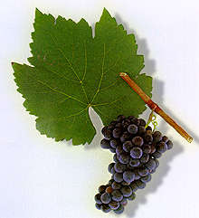 Blauer Wildbacher Traube Wein Weinsorte