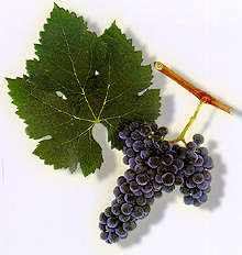Merlot Traube Wein Weinsorte