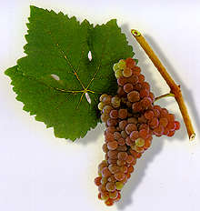 Zierfandler Traube Wein Weinsorte